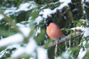 A colorful male Eurasian bullfinch perched in the middle of snowy Spruce branches in Estonian...