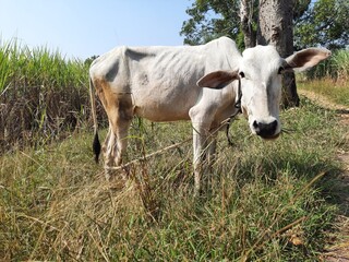 white khillari breed calf standing in grass field and looking curiously at camera