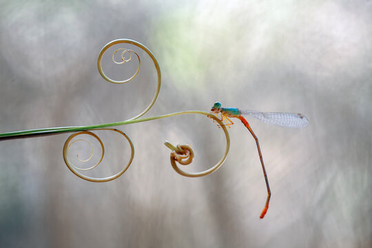 Beautiful Damselfly with amazing nature plant