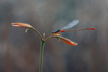 Beautiful Damselfly with amazing nature plant