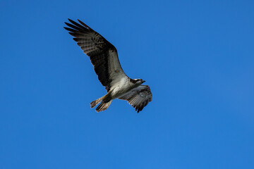 Osprey in flight