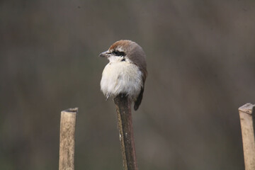 Bull headed shrike