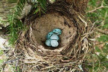 A looted Song thrush nest full of broken egg shells in a springtime boreal forest in Estonia, Northern Europe