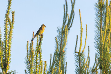 A small Yellowhammer staying still on top of a young Pine tree in Estonian woodland in Northern...