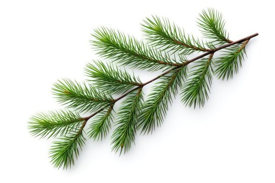 pine branch tree isolated on white background. element for bouquets.