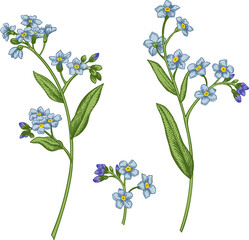 Forget-me-not. Set with forget-me-nots. Collection spring and summer flowers. Garden plants. Vintage hand drawn illustration. Art line style. - 740050147
