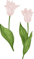 Two soft pink tulips. Collection spring and summer flowers. Garden plants. Vintage hand drawn illustration. - 740050157