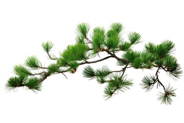 Obraz premium pine branch tree isolated on white background. element for bouquets.