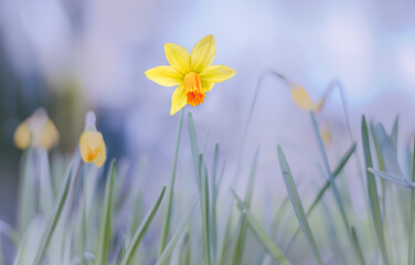 Yellow daffodil (Narcissus) in springtime © Carole