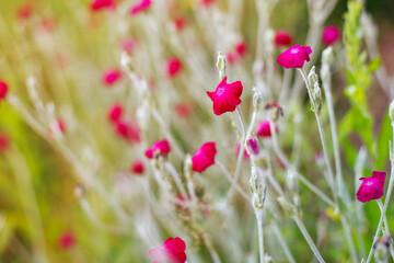 Obraz premium Purple violet flowers in nature. Close up purple flowers blooming in spring in wild meadow.
