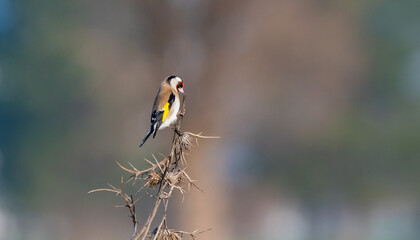 Fototapeta premium The goldfinch (Carduelis carduelis) feeds mostly on thistle seeds in winter. They are undoubtedly the best songbirds in the world.