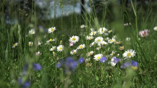 Calm daisy, blooming white flowers, green meadows. Whisper of nature, close-up, white chamomile flowers, green field. Blooming beauties, white daisies, blooming, picturesque meadow. Green la. Bellis. 