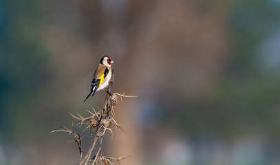The goldfinch (Carduelis carduelis) feeds mostly on thistle seeds in winter. They are undoubtedly the best songbirds in the world.