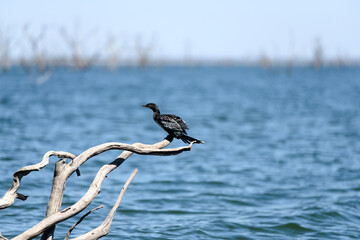 View of the cormorant in the lake on a sunny day