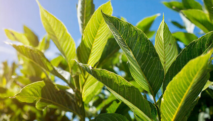background of fluttering leaves