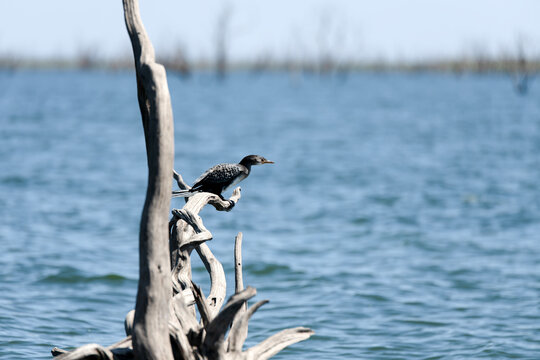 View of the cormorant in the lake on a sunny day
