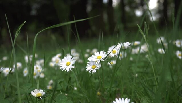 Calm daisy, blooming white flowers, green meadows. Whisper of nature, close-up, white chamomile flowers, green field. Blooming beauties, white daisies, blooming, picturesque meadow. Green la. Bellis. 