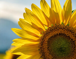 Fototapeta premium Close-up of a sunflower against a yellow background