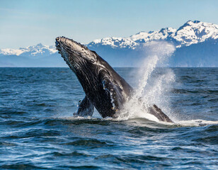 Fototapeta premium Humpback whale breaching off the coast of Victoria British Columbia, Canada. (near the San Juan Islands in the Pacific Northwest)