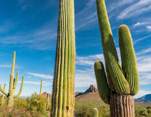 Saguaro Cactus, Lost Dutchman State Park, Arizona, America, USA