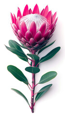 King protea flower on white background. - 740057511