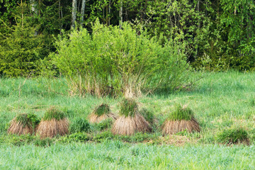 Group of Tuft carex, Carex cespitosa growing on a wet meadow in rural Estonia, Northern Europe