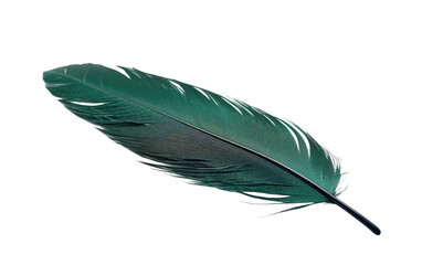 A single green feather. Isolated on a Transparent Background PNG.
