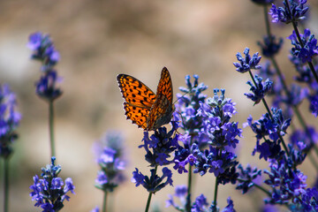 Fabriciana adippe, the high brown fritillary, is a large and brightly colored butterfly of the family Nymphalidae, native to Europe and across the Palearctic to Japan.
