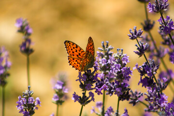 Fabriciana adippe, the high brown fritillary, is a large and brightly colored butterfly of the family Nymphalidae, native to Europe and across the Palearctic to Japan.
