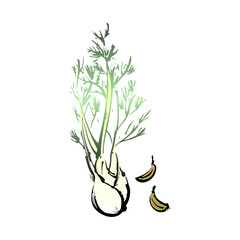 フェンネルの和風ベクターイラスト（カラー）。