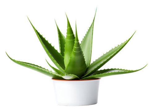 PNG Aloe vera plant xanthorrhoeaceae houseplant freshness.