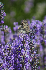 Melanargia russiae, or Esper's marbled white, is a butterfly in the family Nymphalidae.