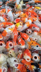 Obraz na płótnie Canvas Colorful Koi fish or Japanese Koi carp swimming in the healthy pond.