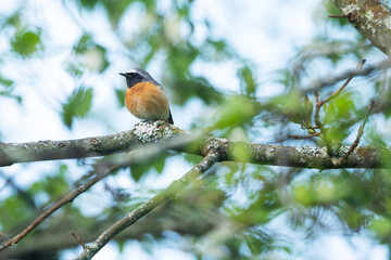 Colorful male Common redstart perched on a beautiful spring evening in Estonian woodland, Northern Europe