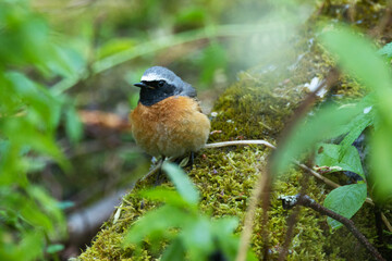 Colorful male Common redstart standing on a mossy ground in a lush woodland in Estonia, Northern Europe	