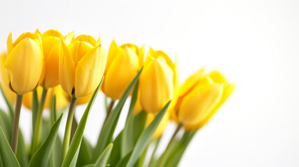 Yellow tulips on white background 8 march flowers banner