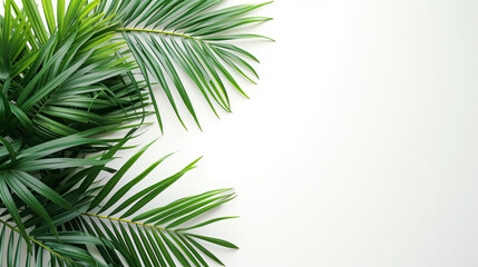 Fototapeta na wymiar Palm branches background palm tropical leaves