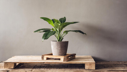 Still life, nature, interior and design concept. Green plant in pot placed on wooden pallet in front of bright blank wall background with copy space. Natural soft light