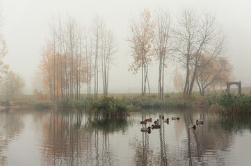 Serene and misty scene at a pond surrounded by bare trees and tall grasses. A group of ducks is peacefully floating on the calm waters, adding life to the tranquil atmosphere.