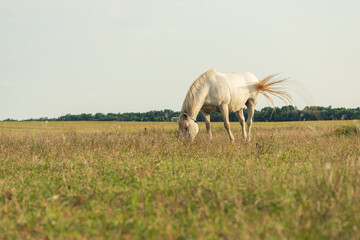Serene scene of a white horse grazing in a field with tall grass and wildflowers. The horse is the...