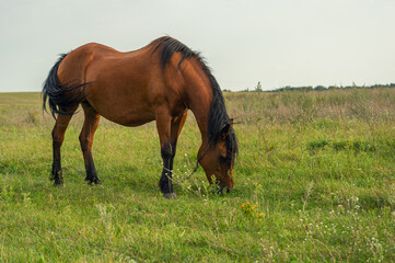 Serene scene of a horse grazing in a field with tall grass and wildflowers. The horse is the focal...