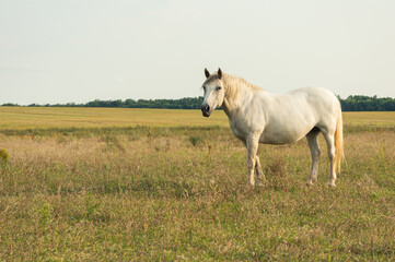 Serene scene of a white horse grazing in a field with tall grass and wildflowers. The horse is the...