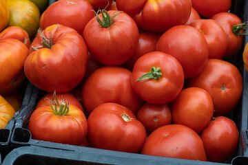 Ripe tomatoes, prominently displaying their rich, red and orange colors. There are different types of tomatoes visible. The tomatoes are housed in a black plastic tray