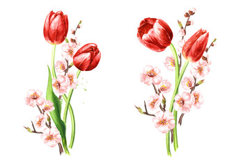 Spring flowers and Red tulips set. Hand drawn watercolor illustration, isolated on white background