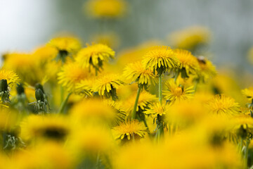 A close-up of hardy and common plants, Common dandelions blooming on a late spring day in Estonia, Northern Europe - obrazy, fototapety, plakaty