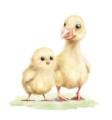 Cute vintage yellow gosling with little chick chicken on green grass lawn composition isolated on white background. Watercolor hand drawn illustration sketch