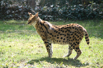 serval in a zoo in france