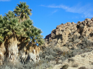 Joshua Tree in the desert
