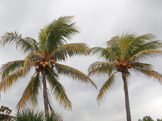 Fototapeta na wymiar Coconut growing on a tree