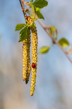 spring birch buds